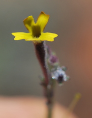 Jamesbrittenia crassicaulis