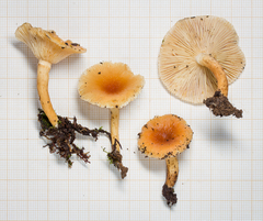 Lactifluus heimii