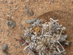 Euphorbia melanohydrata