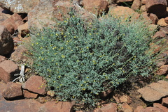 Jamesbrittenia crassicaulis