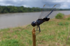 Urothemis edwardsii
