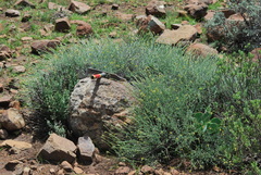 Jamesbrittenia crassicaulis