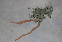 Jamesbrittenia crassicaulis