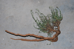 Jamesbrittenia crassicaulis