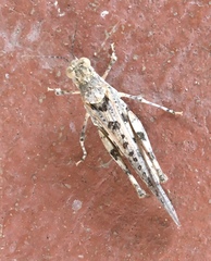 Derotmema laticinctum