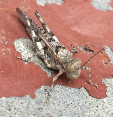 Derotmema laticinctum