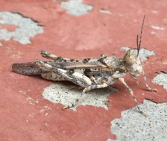 Derotmema laticinctum