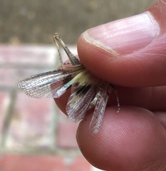 Derotmema laticinctum