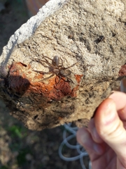 Asthenoctenus borellii