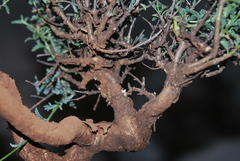 Jamesbrittenia crassicaulis