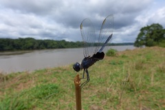 Urothemis edwardsii