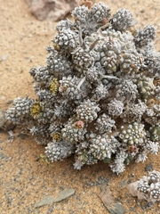 Euphorbia melanohydrata