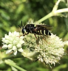 Stratiomys badia