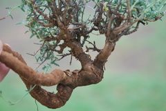 Jamesbrittenia crassicaulis