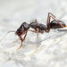 高山鋸針蟻 - Photo 由 Shiwan Lu 所上傳的 (c) Shiwan Lu，保留部份權利CC BY-NC-SA