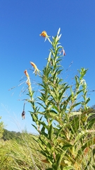 Oenothera jamesii