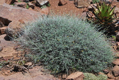 Jamesbrittenia crassicaulis
