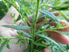 Uroleucon nigrotuberculatum