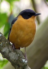 Cossypha dichroa dichroa