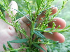 Uroleucon nigrotuberculatum