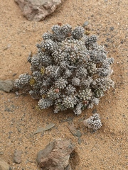 Euphorbia melanohydrata