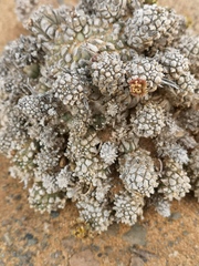 Euphorbia melanohydrata