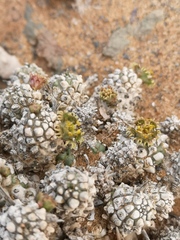 Euphorbia melanohydrata