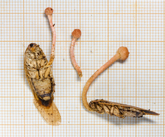 Ophiocordycipitaceae