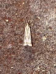 Microcrambus kimballi