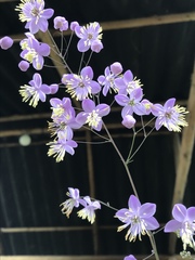 Thalictrum podocarpum