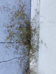 Cyclospermum