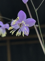 Thalictrum podocarpum