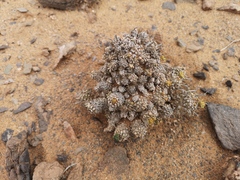 Euphorbia melanohydrata