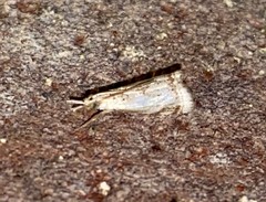 Microcrambus kimballi