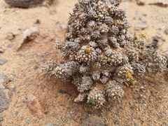 Euphorbia melanohydrata