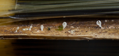 Cyphellaceae