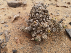 Euphorbia melanohydrata