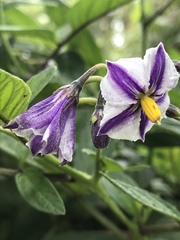 Solanum muricatum