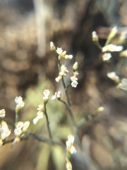 Eriogonum effusum
