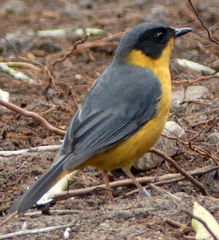 Cossypha dichroa dichroa