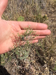 Eriogonum effusum