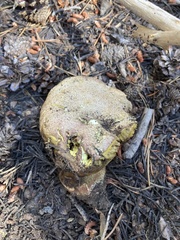 Butyriboletus abieticola