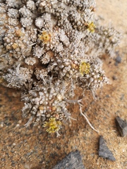 Euphorbia melanohydrata