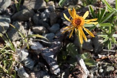 Tephroseris lindstroemii