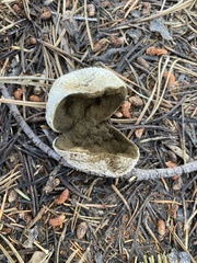 Handkea fumosa