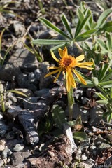 Tephroseris lindstroemii