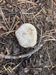 Handkea fumosa