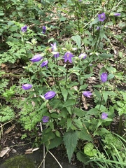 Campanula rapunculoides