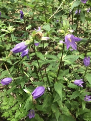 Campanula rapunculoides