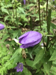 Campanula rapunculoides